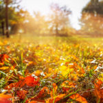 Péče o trávník v podzimním období