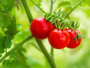 Zasadit můžete například rajčata